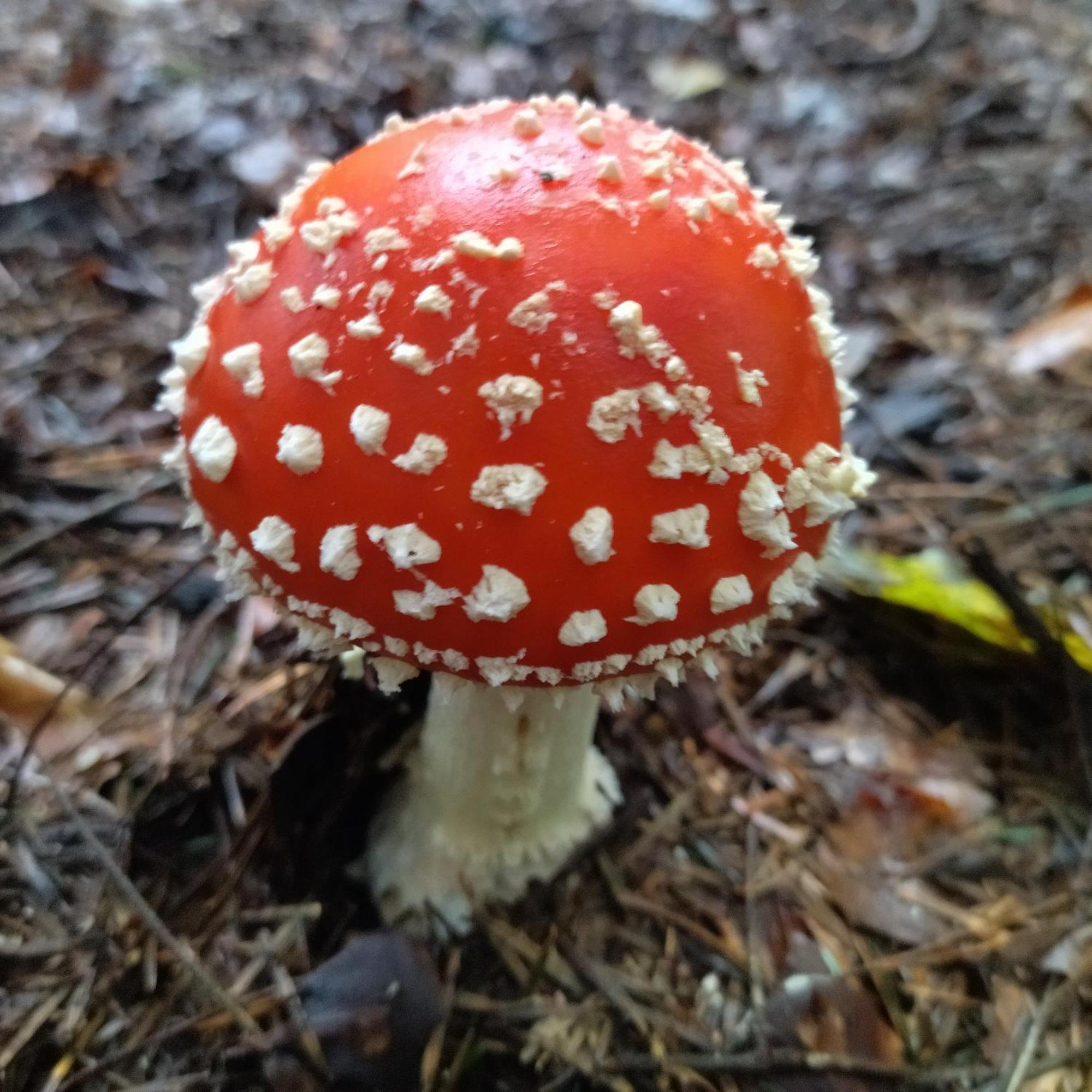Orlik - Pokoje Goscinne Uscie Gorlickie Exterior foto