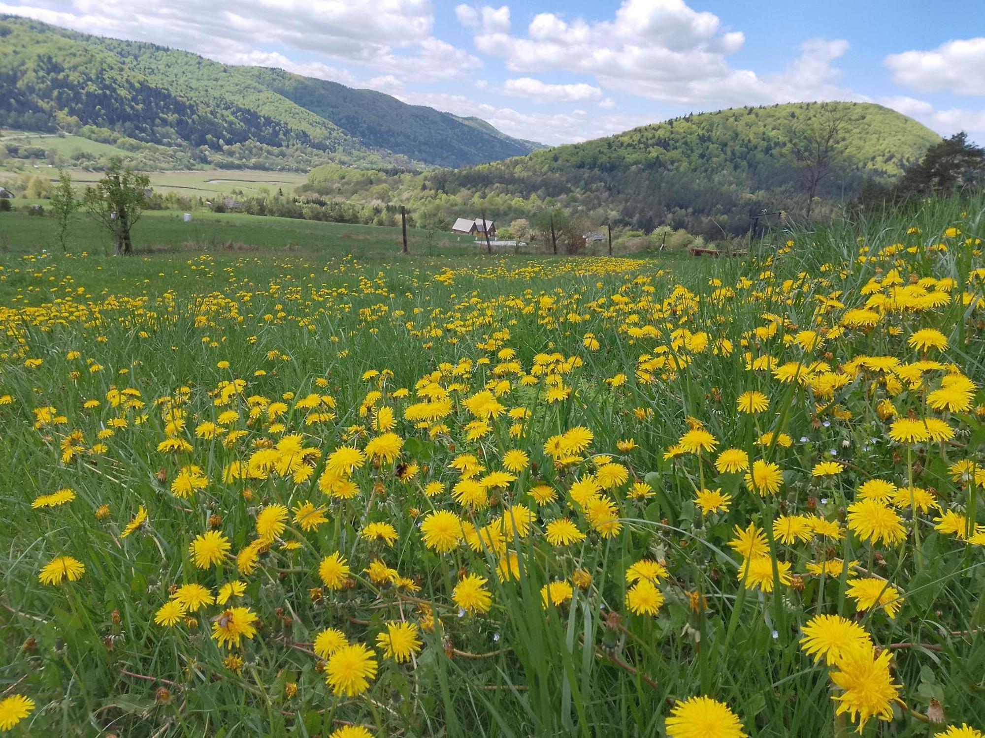 Orlik - Pokoje Goscinne Uscie Gorlickie Exterior foto